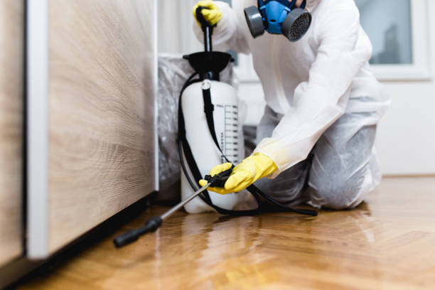 Wasp Removal Services in Holly Hill, SC