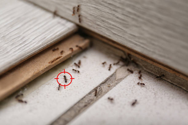 Pest Prevention Services in Holly Hill, SC