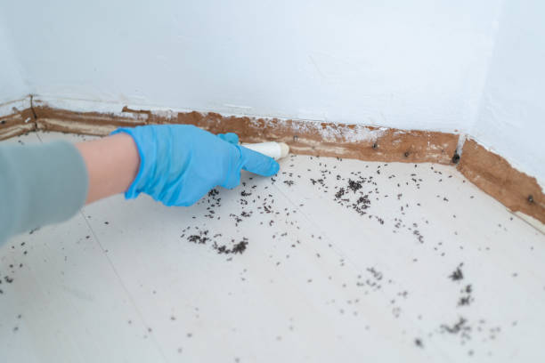 Best Best Pest Control Companies  in Holly Hill, SC